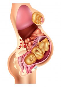 آناتومی بارداری
