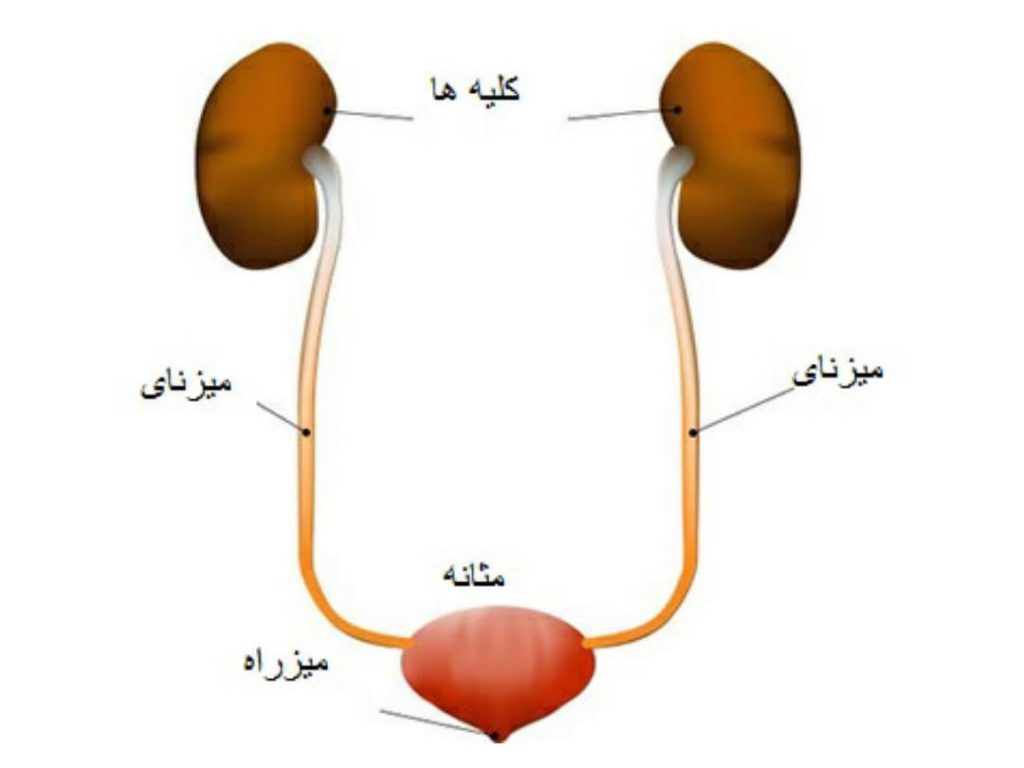 عفونت ادراری در خانم ها