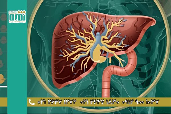 SGPT در آزمایش خون چیست؟ میزان نرمال ALT در مردان و زنان + علل بالا بودن